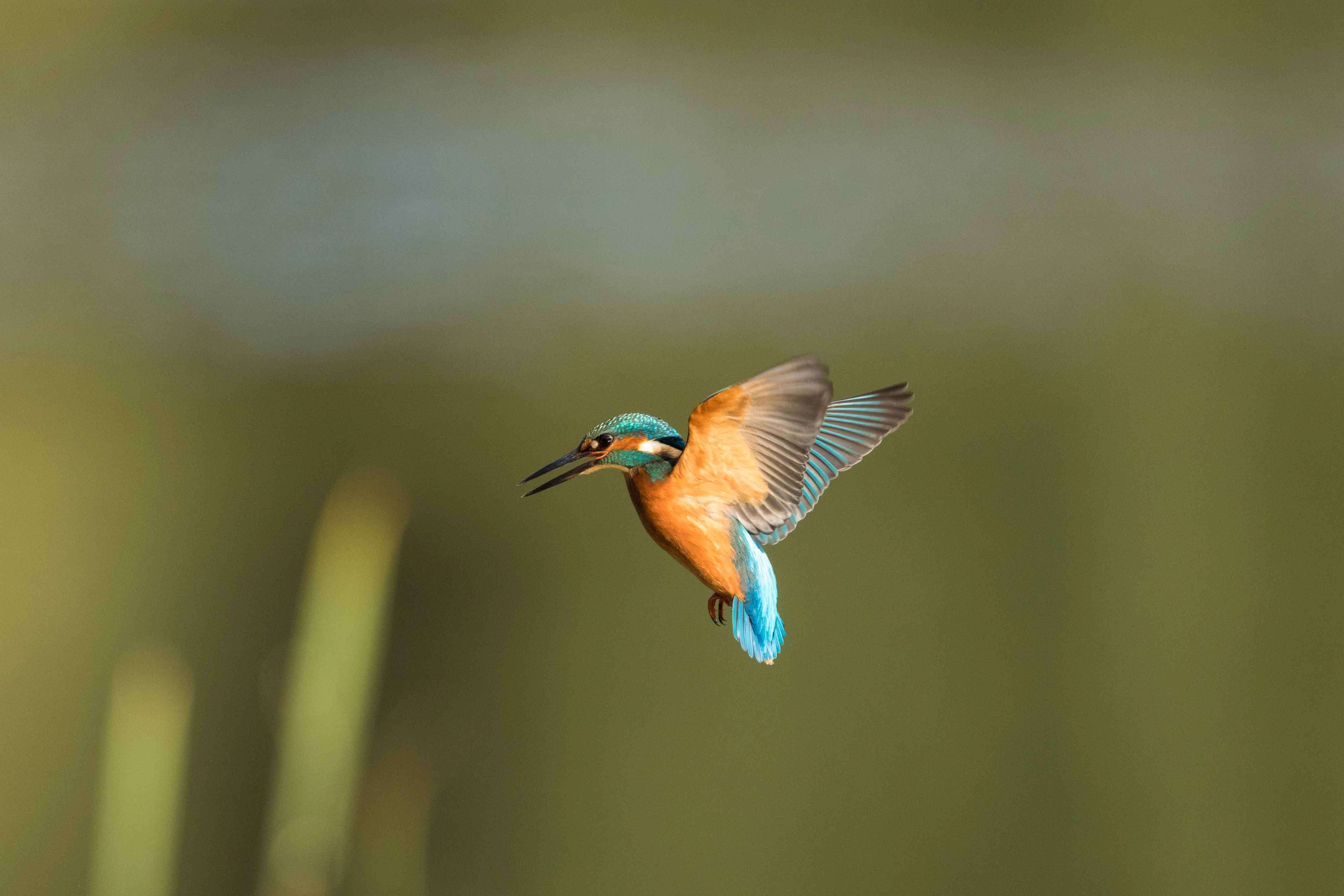 翠鸟飞行途中摆pose 完美"天使"姿势满分