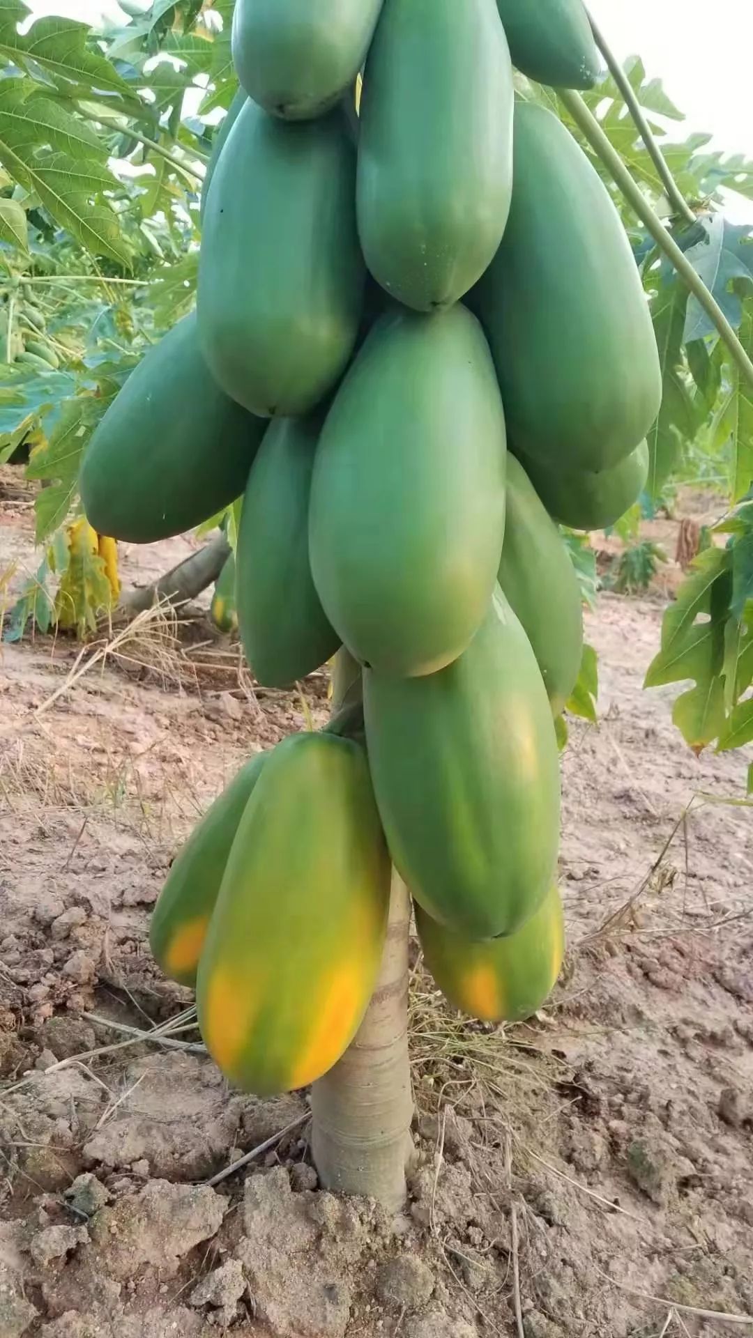 叶海生态园的木瓜本周六开摘啦门票20元人任吃哦