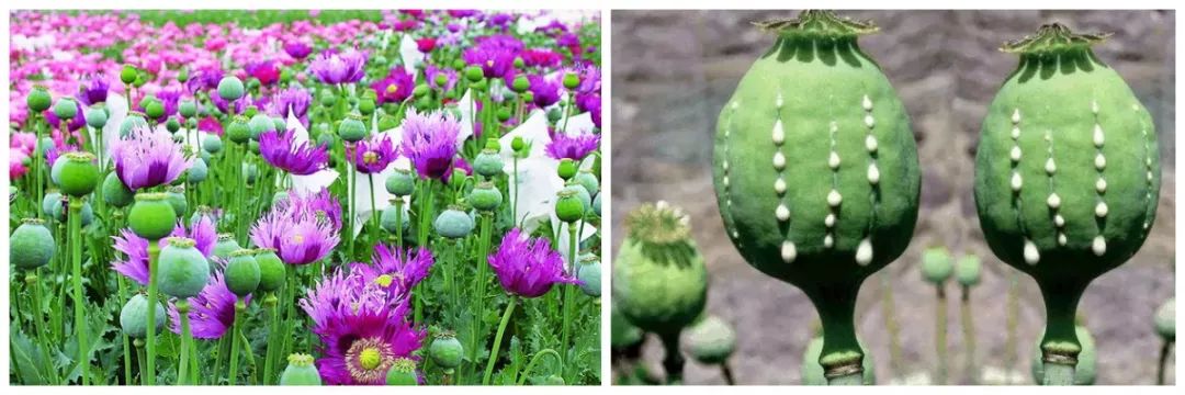 鸦片是由罂粟果实中提取的汁液加工而成.