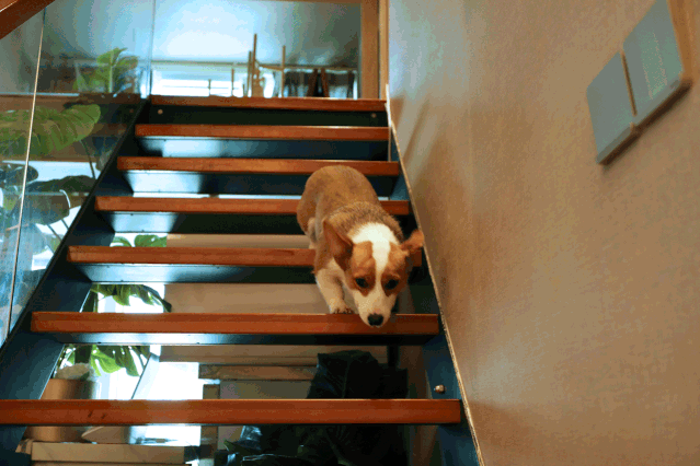 深圳高空下午茶,藏着6只小短腿『柯基』!