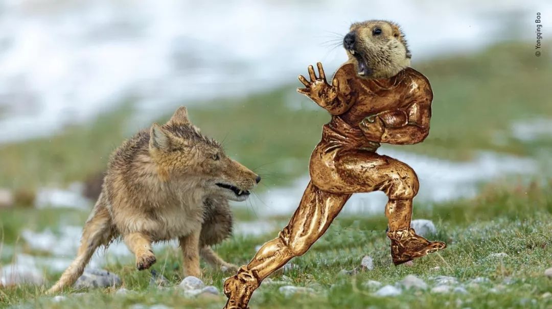 "藏狐:"哥喜欢打土拔鼠"迈克尔·土拔鼠《我是歌手》"现在抢劫…别瞎