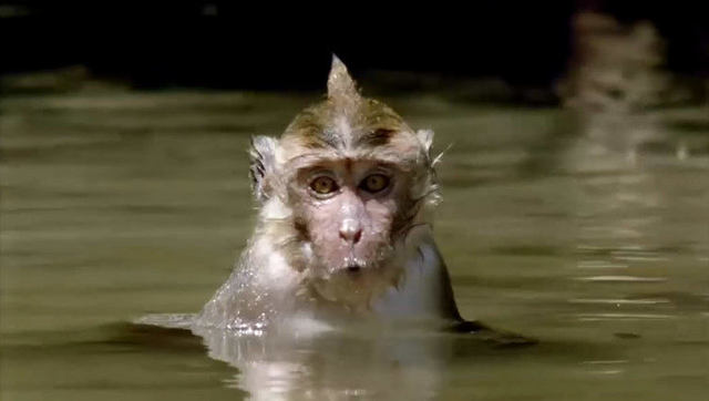 水猴子拉人下水 动物图片