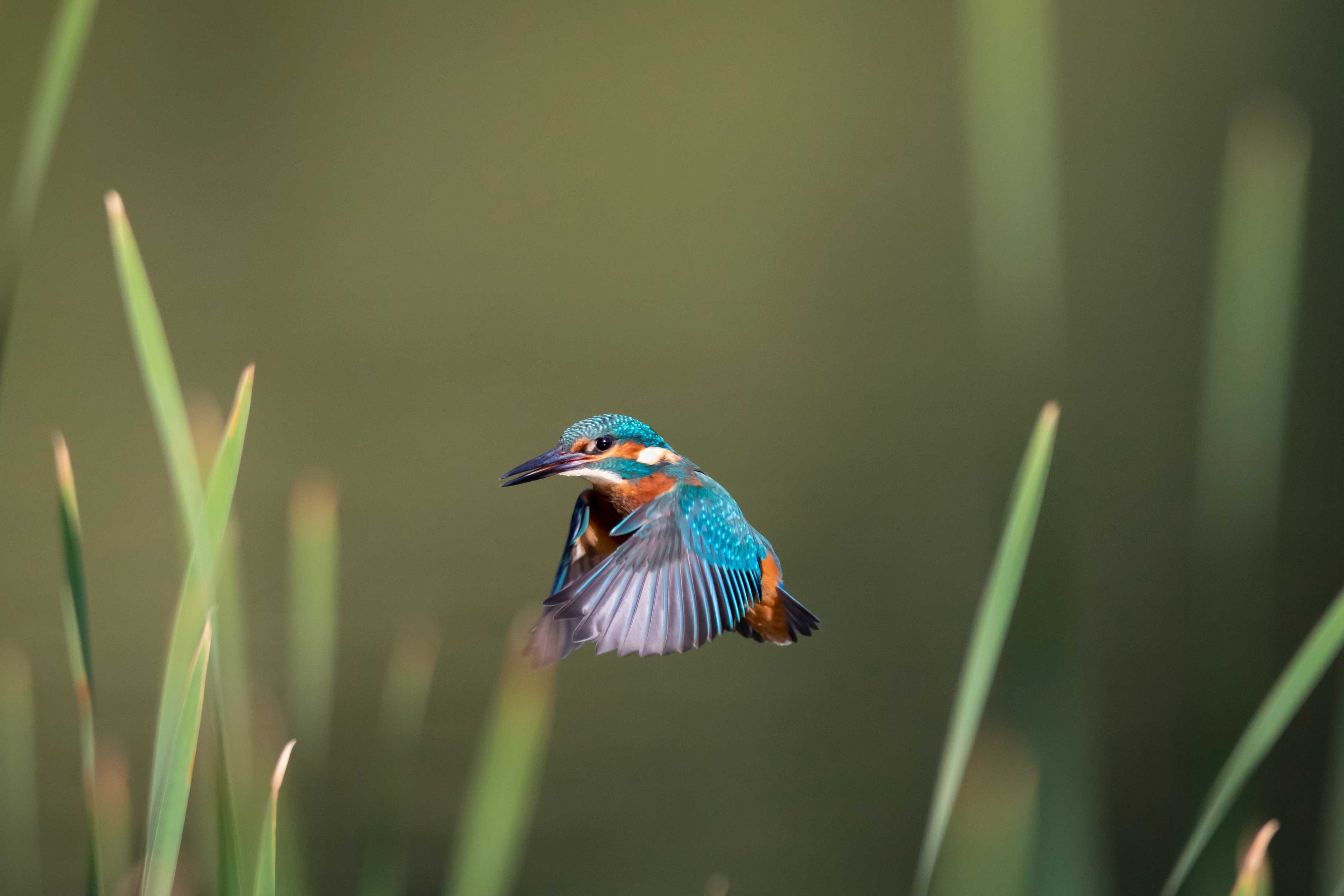 翠鸟飞行途中摆pose 完美"天使"姿势满分