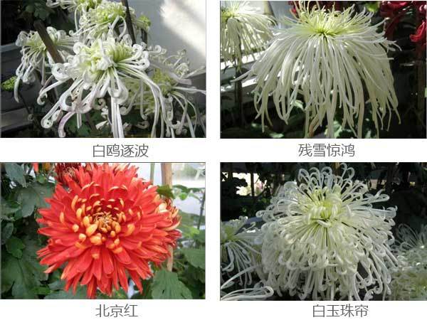 景观欣赏盘点50种罕见名贵菊花品种收藏