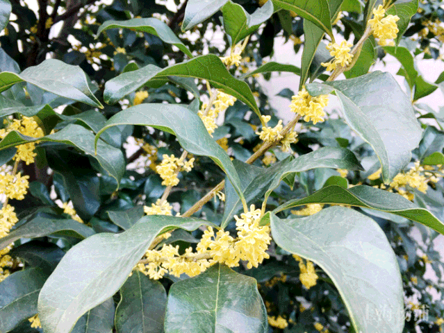 留住一季花香,这份"菜单"请收好!_桂花