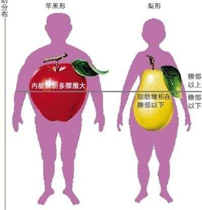 梨型肥胖or苹果型肥胖你是哪一种