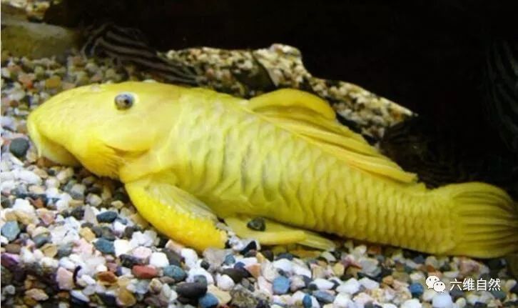 24k黄金达摩鱼之所以较为稀有,是因为它的金色不会一直存在,其体色会