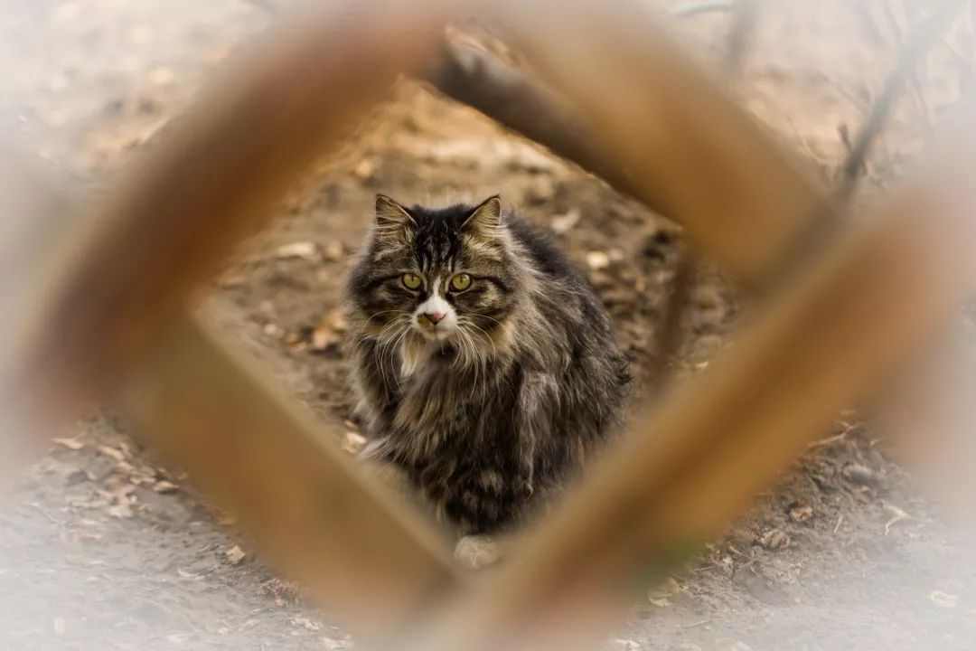 分享| 秋天想要一个小院子,花开花落一辈子