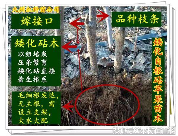 春见密植栽培技术(春见适合什么地区种植)