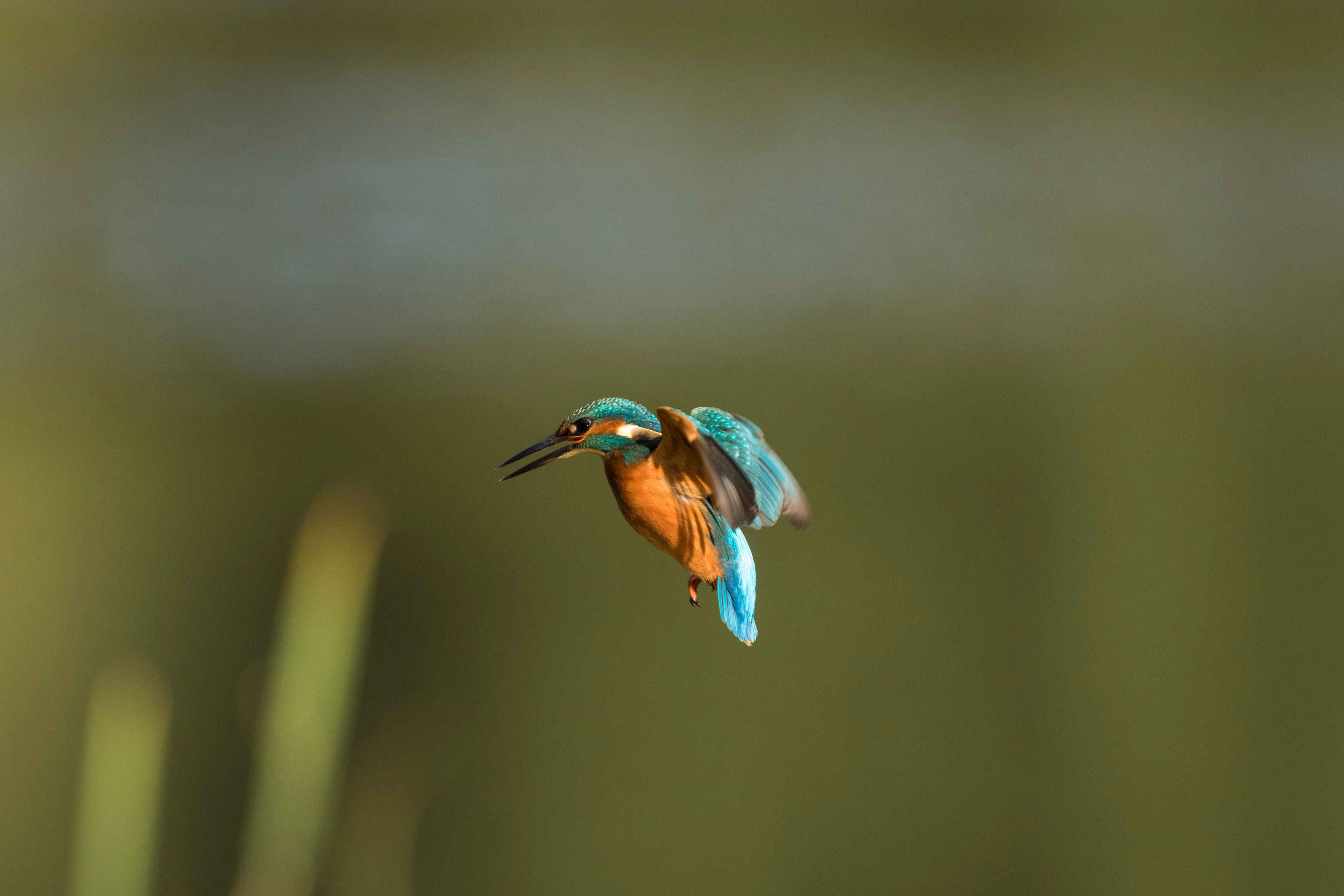 翠鸟飞行途中摆pose 完美"天使"姿势满分