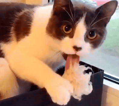 394_350gif 动态图 动图