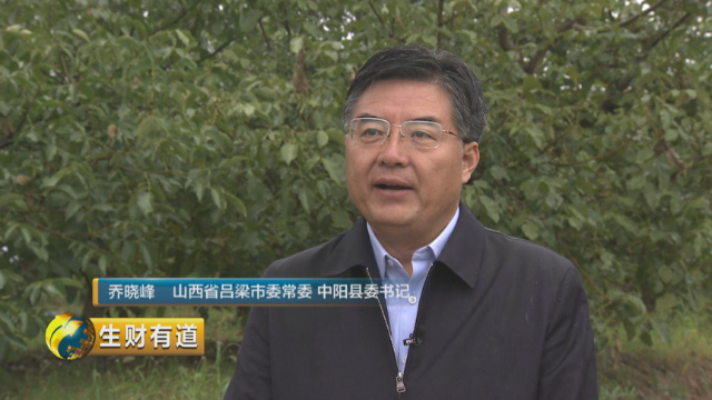 在山西省吕梁市的中阳县,这里的20万亩核桃已在这个秋季实现了丰收.