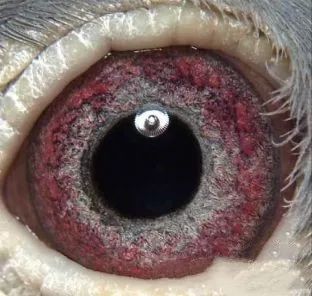 这种黄眼是鸽眼中最难配对的