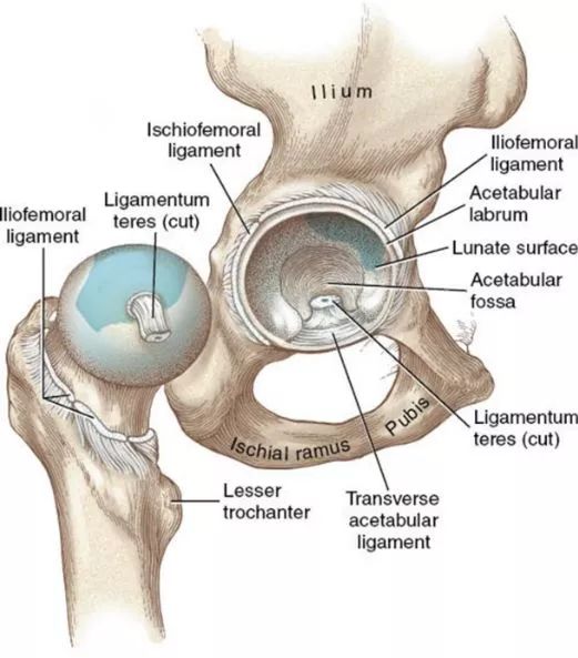 肌动学需经常学习:髋关节_骨盆