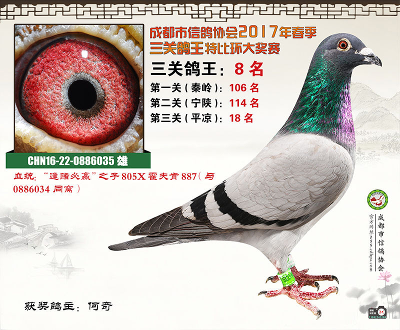 视频顶级种鸽配次级赛鸽的育种理念四川名家何奇访谈