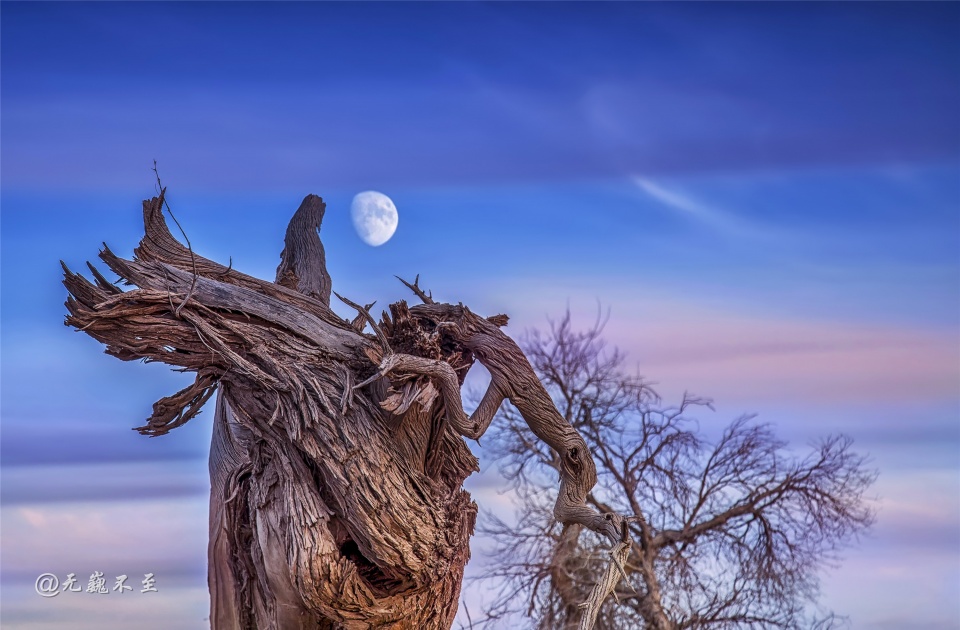 额济纳怪树林,日落月升之美_胡杨林