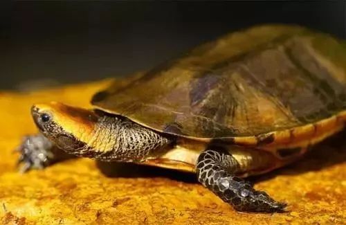 6种长相奇特但深受龟友喜爱的侧颈龟