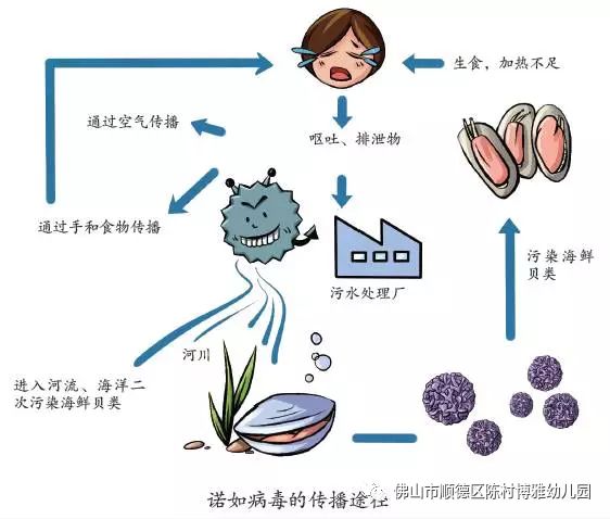 诺如病毒传染源和传播途径1诺如病毒,又称诺瓦克病毒,具有高度传染性