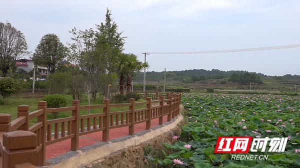我和我的村庄|祁阳县三家村:一地生四金 美了乡村富了民