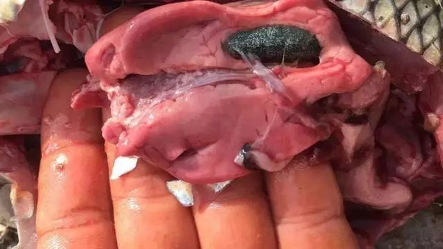 近期草鱼出现肝胆肿大怎样才能做到对症下药