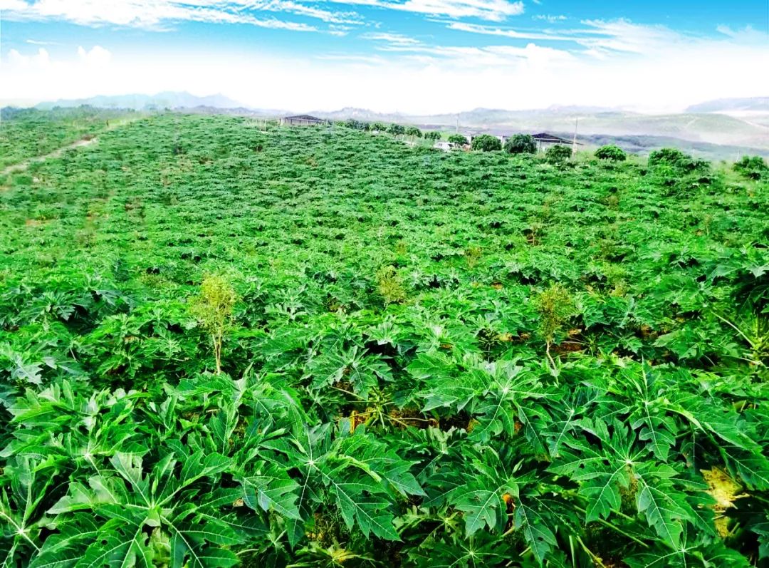 叶海生态园的木瓜本周六开摘啦门票20元人任吃哦