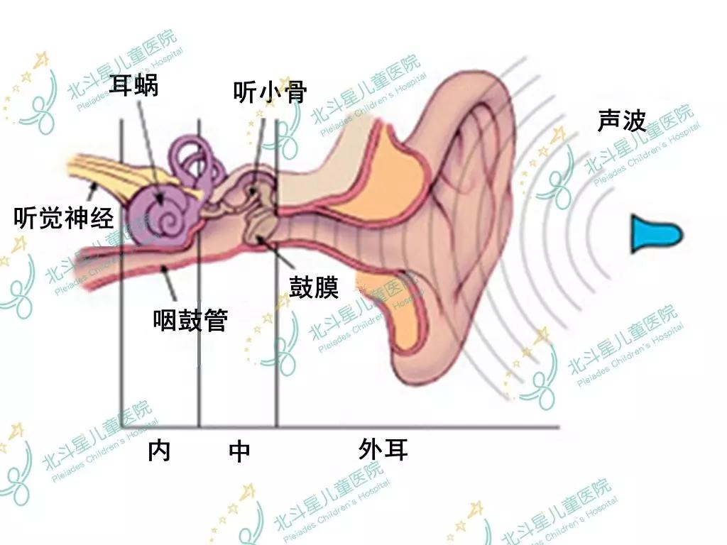 腭部发育异常,特别是腭帆张肌附着位置异常是腭裂患儿咽鼓管通气功能