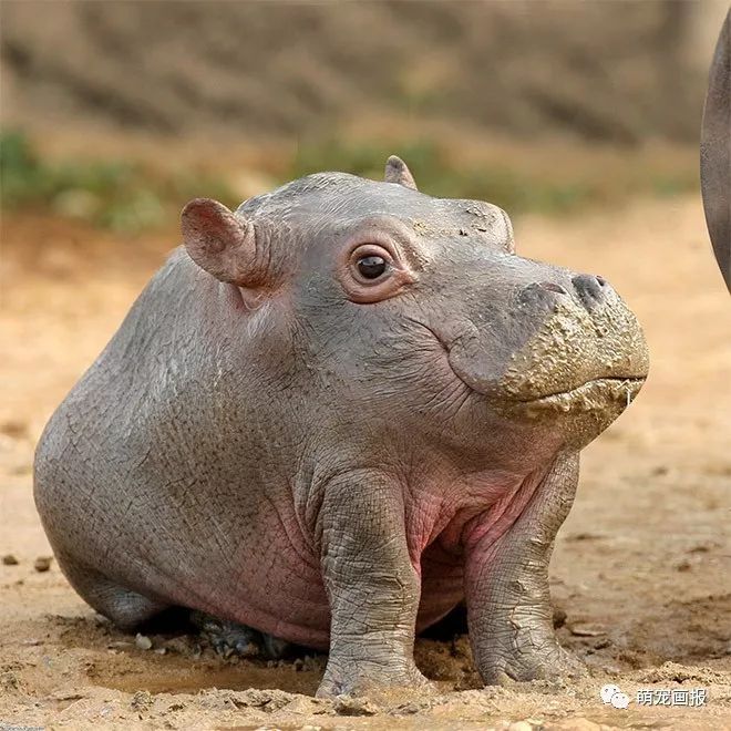 没有脖子的动物看着有点儿萌而脖子短的人却很丑为啥呢