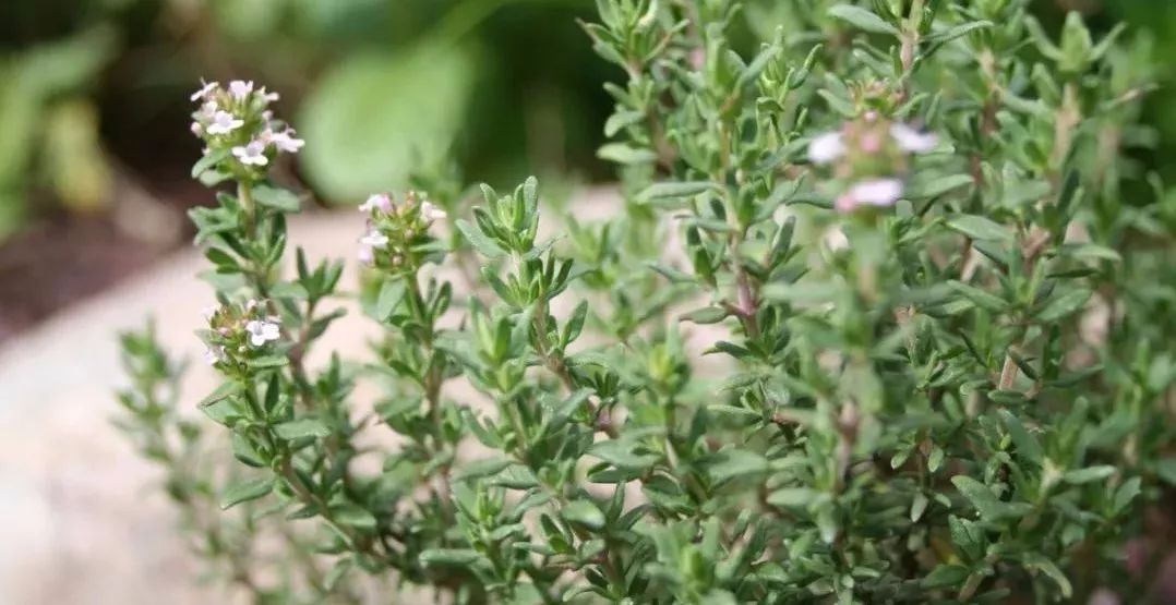 家族温和之最沉香醇百里香精油