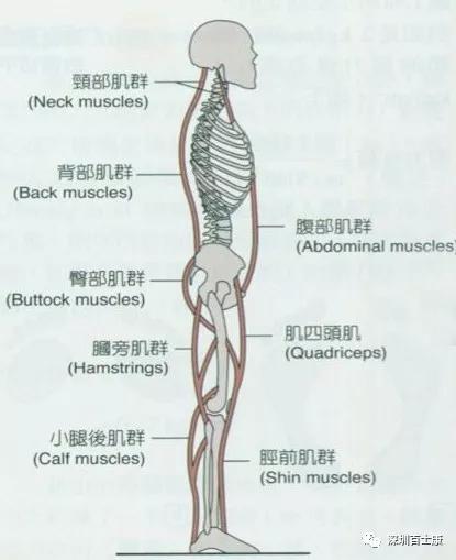 侧表链肌肉图片