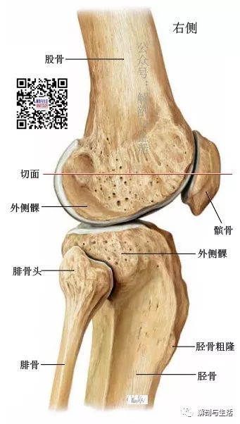 胫骨上端与下段胫骨干相比较为膨大,上端两侧有较粗大突起,称为内侧髁