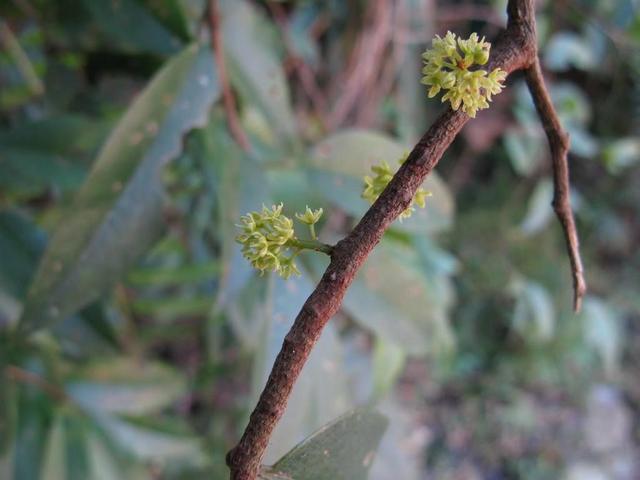 原创山上野树结果子成熟后味道酸甜人称酸藤子见过的人少