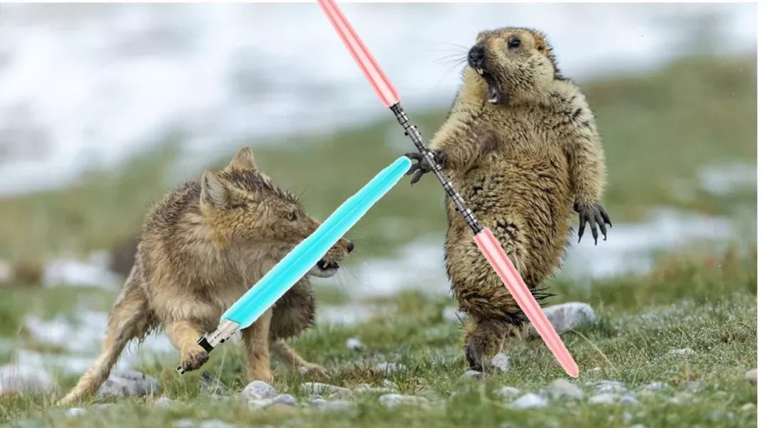 了3》"回来吧,我的藏狐"再来看看中国网友们的表情包大战↓不得不说