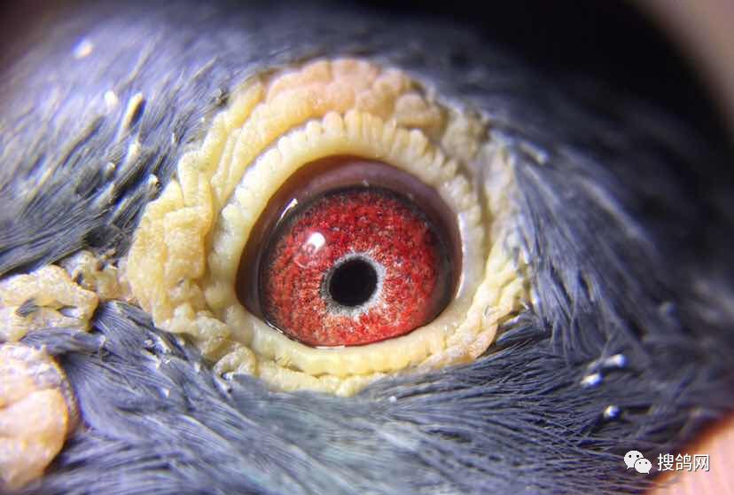 搜鸽图集超高清的鸽眼美图