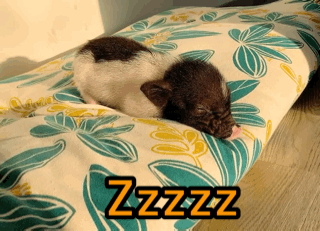 320_231gif 动态图 动图