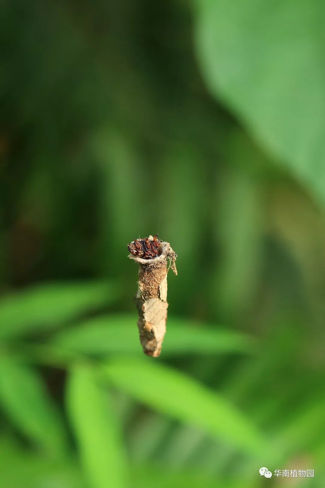 蕩著絲線空降而來的蓑蛾幼蟲這種吊著的蟲子也有人叫它吊死鬼