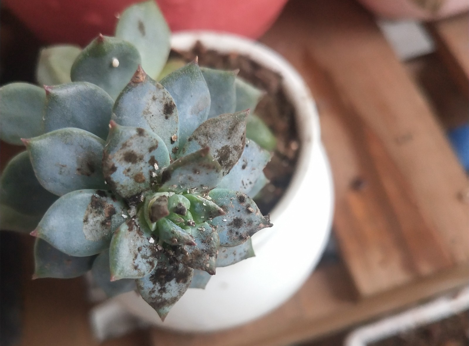 多肉上爬满了蚧壳虫杀不死除不完虫害没完病害来怎么办