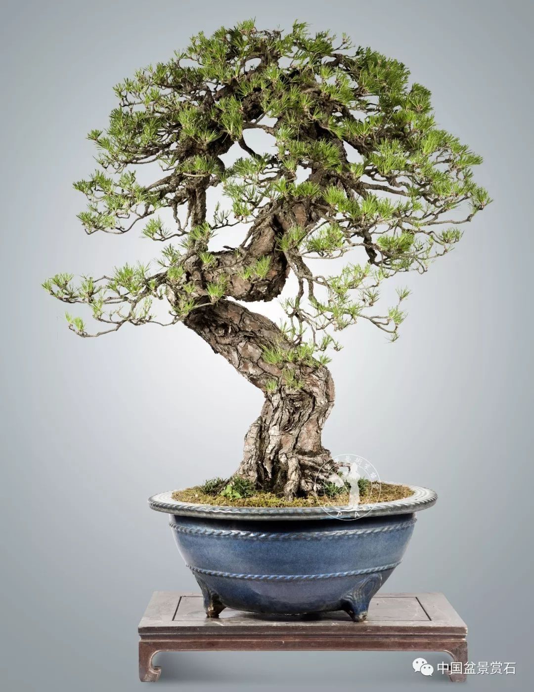 黑松盆景的年周期管理