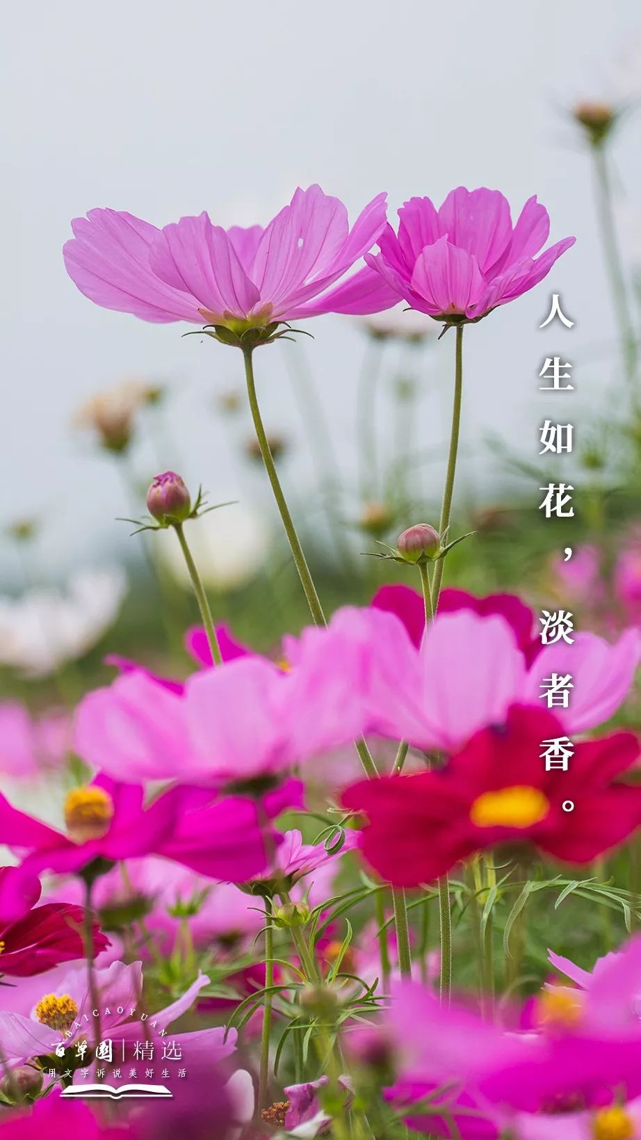 生活禅 | 人生如花,淡者香