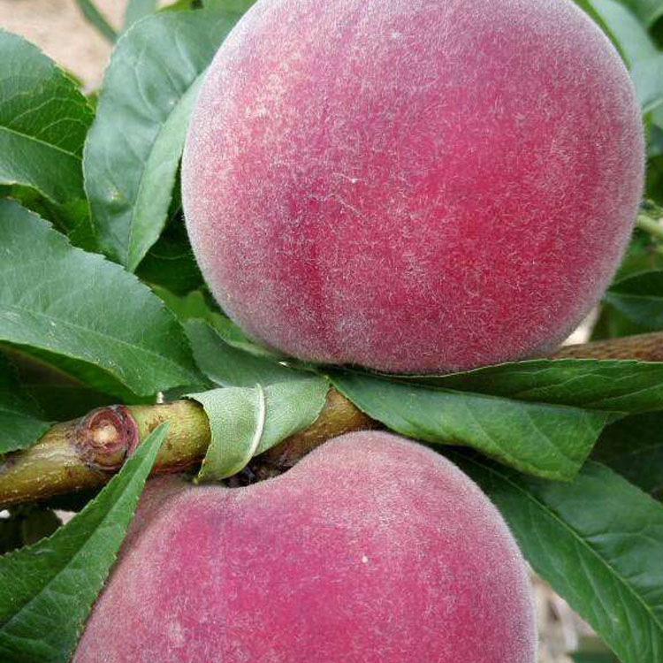 中桃绯玉桃树苗早熟口感好颜值高怎会不好卖