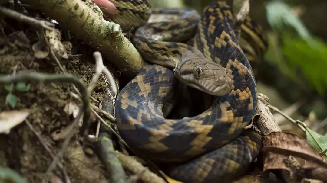 两男子在神农架放生毒蛇,当地村民不幸被咬致死