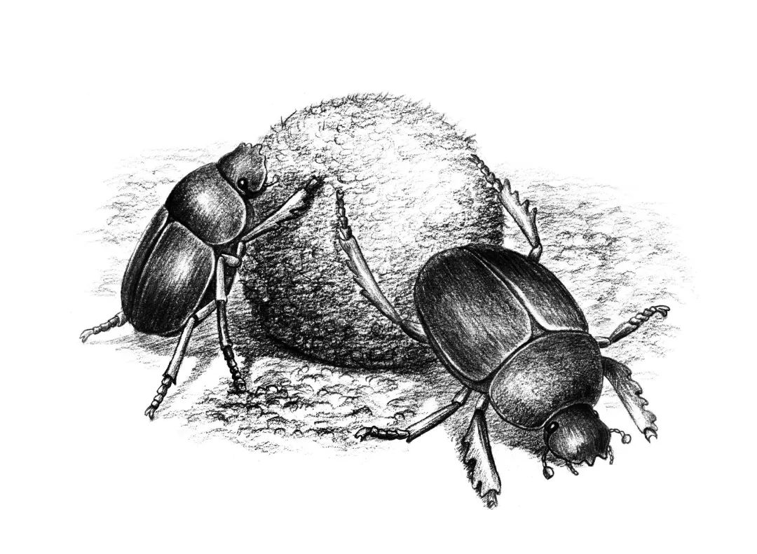 part3闯关大赛法国文学界曾以昆虫世界的维吉尔的称号,推荐法布尔为