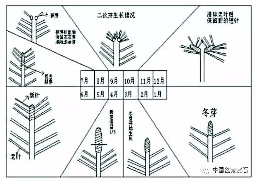 黑松盆景的年周期管理