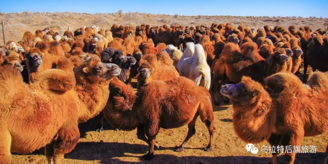 这里的人们与它时代共存,这里的人们靠它生财致富,它就是"戈壁红驼"