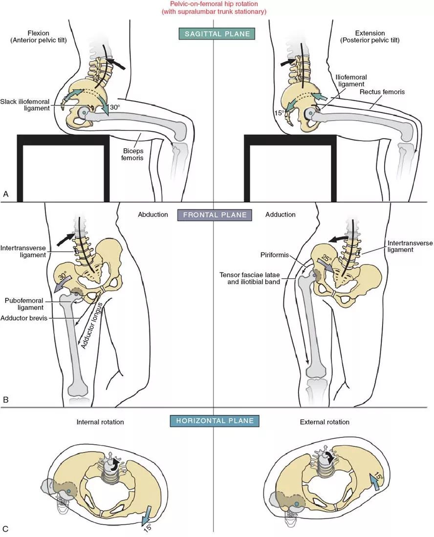 髋关节六种运动示意图图片