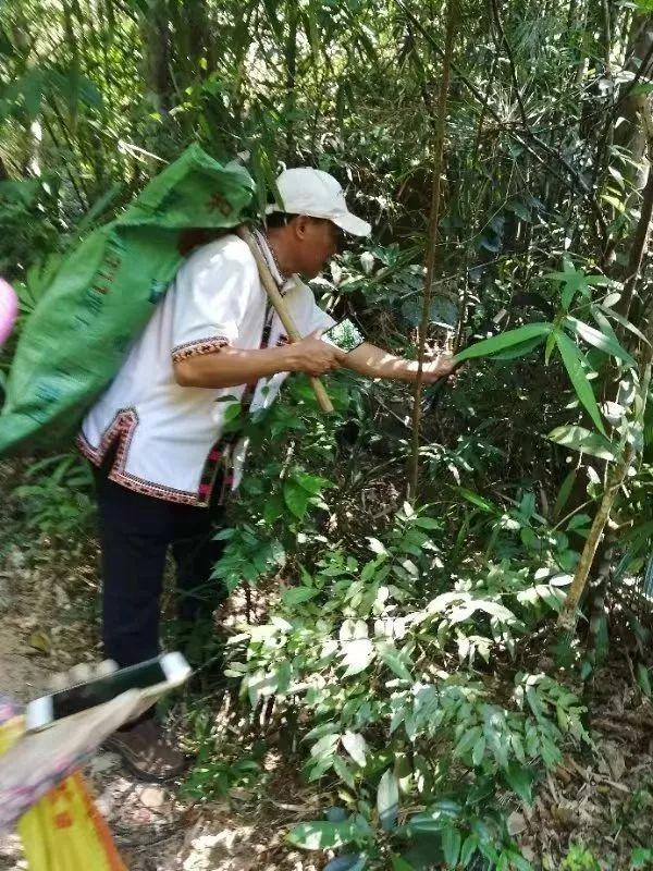 神奇的海南黎药医药宝库中的瑰宝