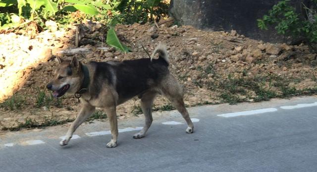 中華田園犬,獵犬篇!看似