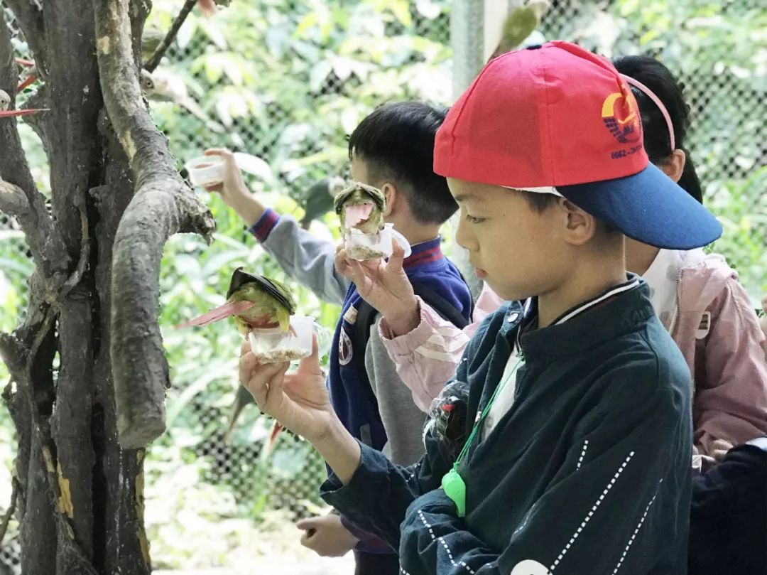 教育是一座自然深藏的森林阳东一问学校茂名森林公园行旅课程