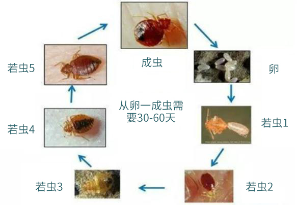 臭虫最大有多大图片