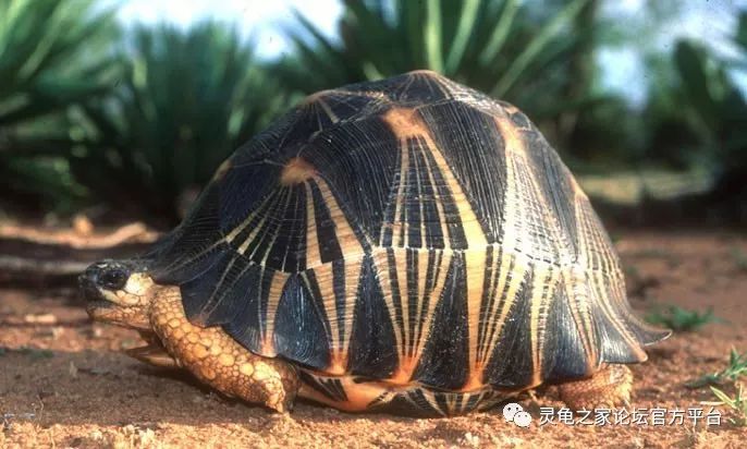 颇具个性的辐射陆龟