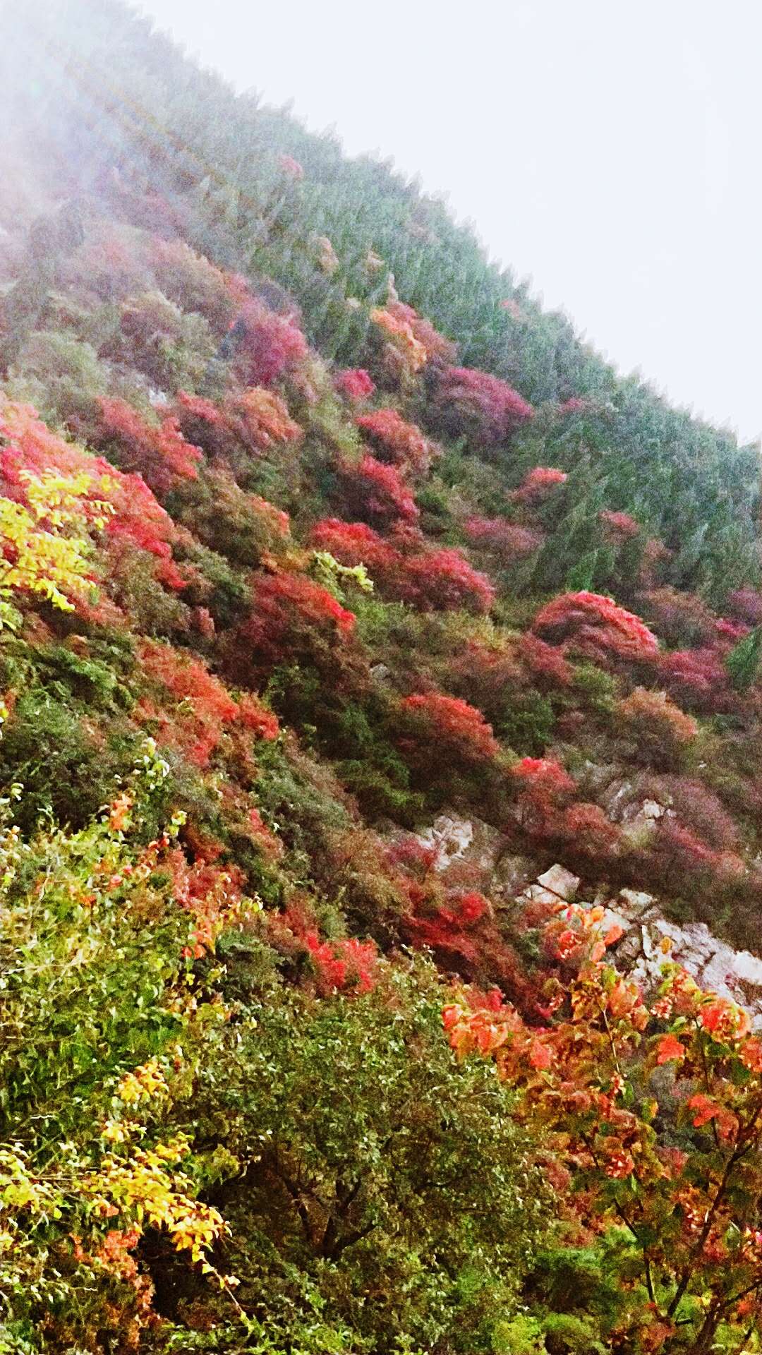 三王峪红叶节震撼来袭来三王峪景区看漫山红遍层林尽染